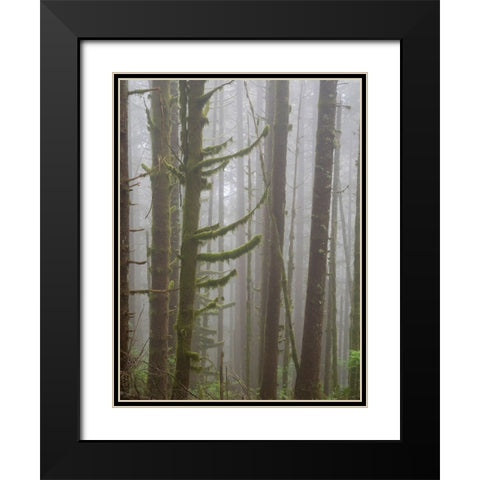 Washington State-Tiger Mountain-Trees in fog Black Modern Wood Framed Art Print with Double Matting by Wild, Jamie and Judy