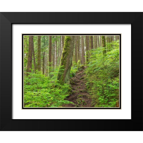 Washington State-Central Cascades Rainy Lake trail Black Modern Wood Framed Art Print with Double Matting by Wild, Jamie and Judy