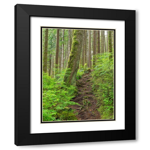 Washington State-Central Cascades Rainy Lake trail Black Modern Wood Framed Art Print with Double Matting by Wild, Jamie and Judy