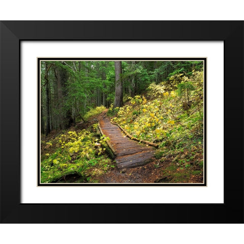Washington State-Central Cascades Trail to Olallie Lake-old wooden section Black Modern Wood Framed Art Print with Double Matting by Wild, Jamie and Judy