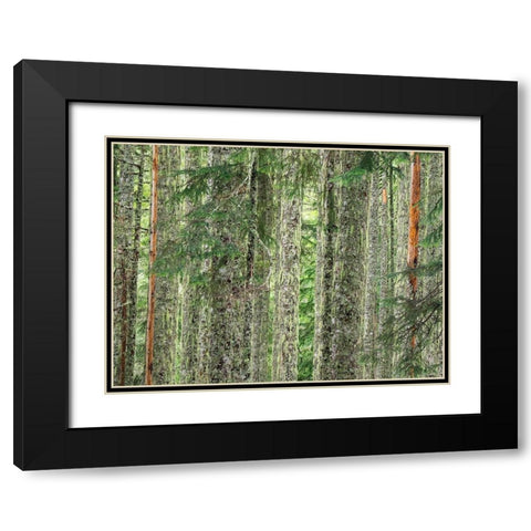 Washington State-Central Cascades Moss and lichen covered tree trunks Black Modern Wood Framed Art Print with Double Matting by Wild, Jamie and Judy