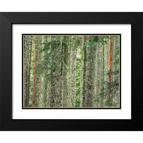 Washington State-Central Cascades Moss and lichen covered tree trunks Black Modern Wood Framed Art Print with Double Matting by Wild, Jamie and Judy