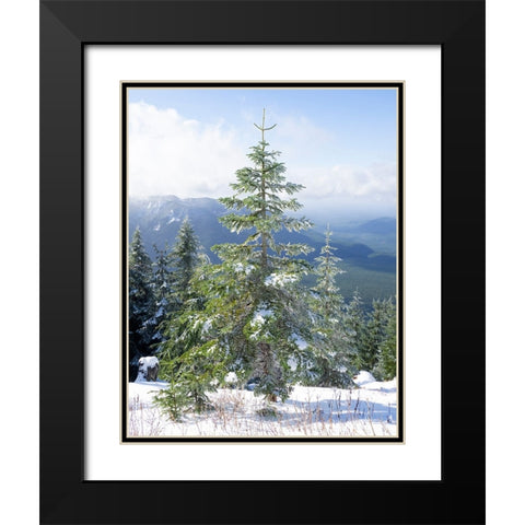 Washington State-Central Cascades Mount Washington-fir trees and snow Black Modern Wood Framed Art Print with Double Matting by Wild, Jamie and Judy
