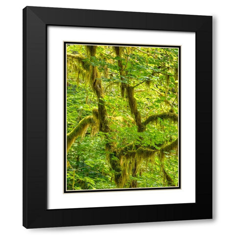 Washington State-Olympic National Park-Hoh Rain Forest Black Modern Wood Framed Art Print with Double Matting by Wild, Jamie and Judy