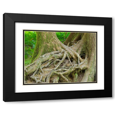 Washington State-Olympic National Park-Hoh Rain Forest-Hall of Mosses-intertwined tree roots Black Modern Wood Framed Art Print with Double Matting by Wild, Jamie and Judy