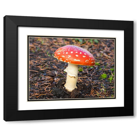 Washington State- Fly agaric mushroom. Black Modern Wood Framed Art Print with Double Matting by Wild, Jamie and Judy