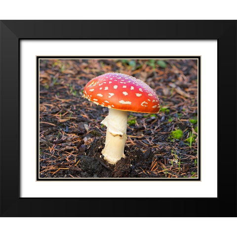 Washington State- Fly agaric mushroom. Black Modern Wood Framed Art Print with Double Matting by Wild, Jamie and Judy
