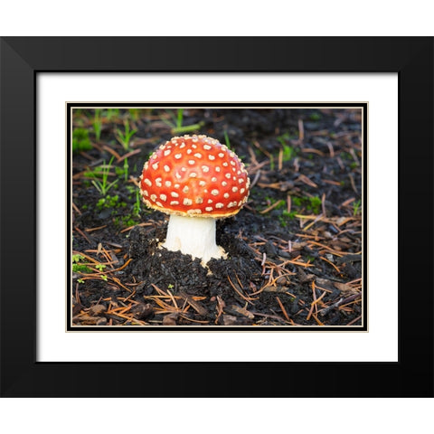 Washington State- Fly agaric mushroom. Black Modern Wood Framed Art Print with Double Matting by Wild, Jamie and Judy