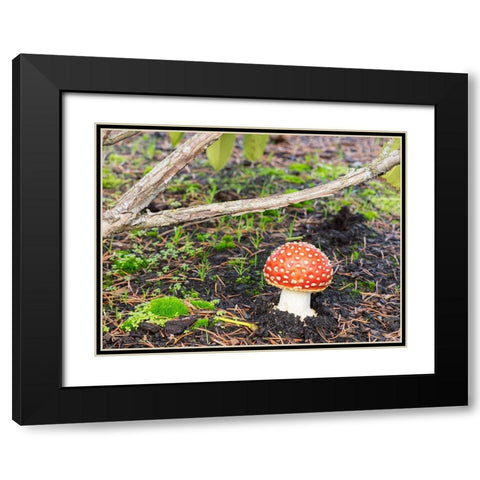 Washington State- Fly agaric mushroom. Black Modern Wood Framed Art Print with Double Matting by Wild, Jamie and Judy