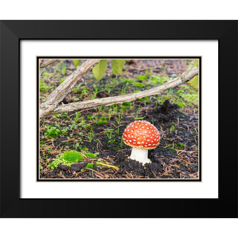 Washington State- Fly agaric mushroom. Black Modern Wood Framed Art Print with Double Matting by Wild, Jamie and Judy