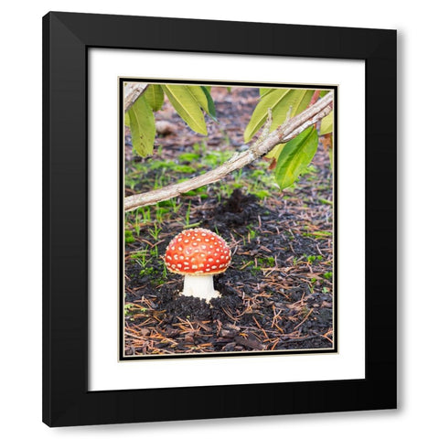 Washington State- Fly agaric mushroom. Black Modern Wood Framed Art Print with Double Matting by Wild, Jamie and Judy