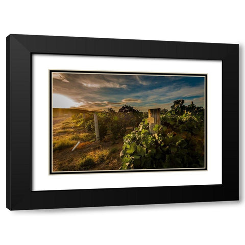 Morning light on rows of merlot Black Modern Wood Framed Art Print with Double Matting by Duval, Richard