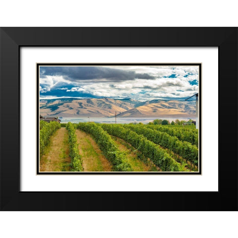 Washington State-Walla Walla Pepper Bridge Vineyard with Blue Mountains in the background Black Modern Wood Framed Art Print with Double Matting by Duval, Richard