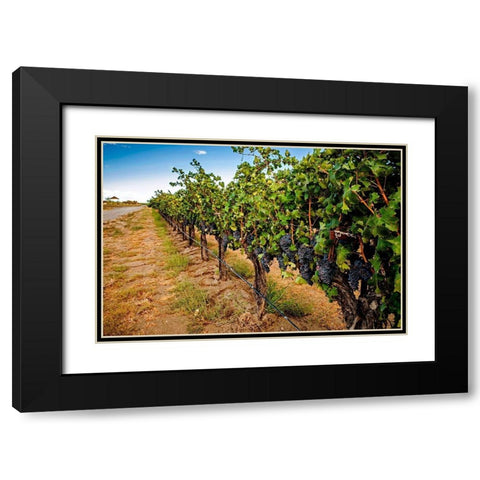 Washington State-Red Mountain Cabernet Sauvignon in Yakima Valley vineyard Black Modern Wood Framed Art Print with Double Matting by Duval, Richard