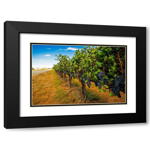 Washington State-Red Mountain Cabernet Sauvignon in Yakima Valley vineyard Black Modern Wood Framed Art Print with Double Matting by Duval, Richard