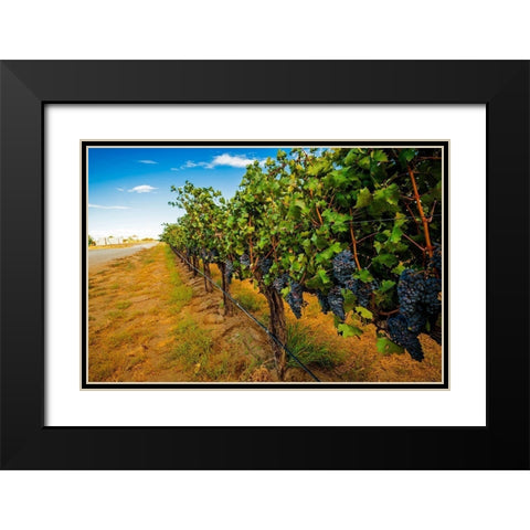 Washington State-Red Mountain Cabernet Sauvignon in Yakima Valley vineyard Black Modern Wood Framed Art Print with Double Matting by Duval, Richard