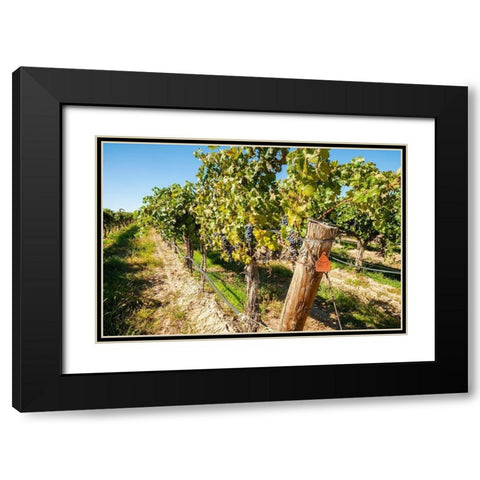 Washington State-Columbia Valley Old vine cabernet at Gamache Vineyard Black Modern Wood Framed Art Print with Double Matting by Duval, Richard