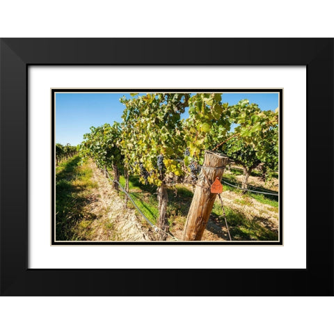 Washington State-Columbia Valley Old vine cabernet at Gamache Vineyard Black Modern Wood Framed Art Print with Double Matting by Duval, Richard