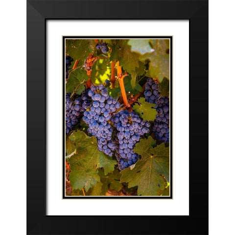 Washington State-Walla Walla Clusters of Cabernet Sauvignon gather sunlight hours before harvest Black Modern Wood Framed Art Print with Double Matting by Duval, Richard