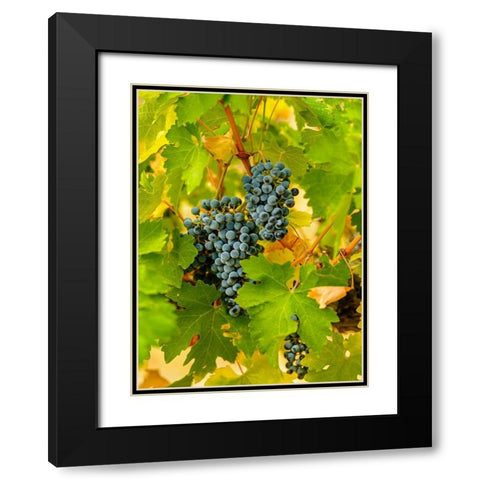 Washington State-Red Mountain Clusters of Syrah grapes in Yakima Valley vineyard Black Modern Wood Framed Art Print with Double Matting by Duval, Richard
