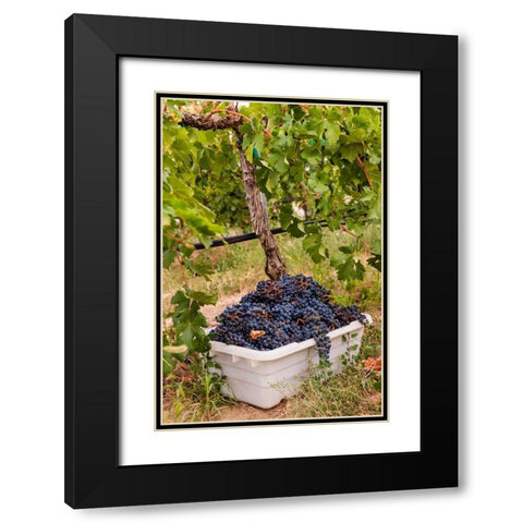 Washington State-Pasco A bin of merlot grapes at harvest Black Modern Wood Framed Art Print with Double Matting by Duval, Richard