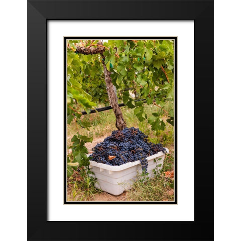 Washington State-Pasco A bin of merlot grapes at harvest Black Modern Wood Framed Art Print with Double Matting by Duval, Richard