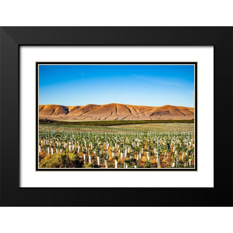 Washington State-Red Mountain New vine planting in a vineyard on Red Mountain Black Modern Wood Framed Art Print with Double Matting by Duval, Richard