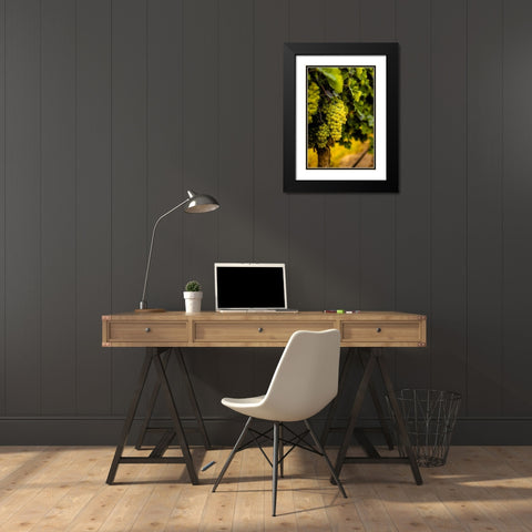 Washington State-Pasco Clusters of Sauvignon Blanc grapes Black Modern Wood Framed Art Print with Double Matting by Duval, Richard