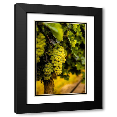 Washington State-Pasco Clusters of Sauvignon Blanc grapes Black Modern Wood Framed Art Print with Double Matting by Duval, Richard