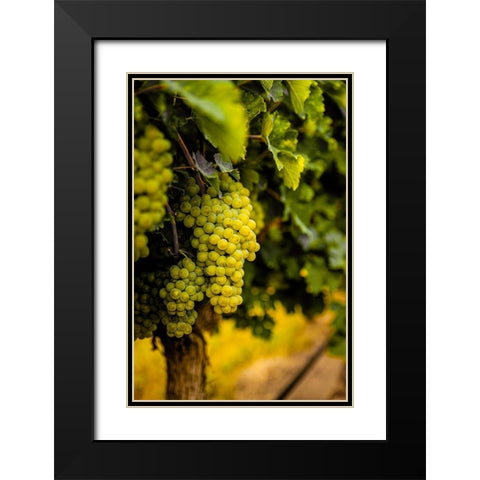 Washington State-Pasco Clusters of Sauvignon Blanc grapes Black Modern Wood Framed Art Print with Double Matting by Duval, Richard