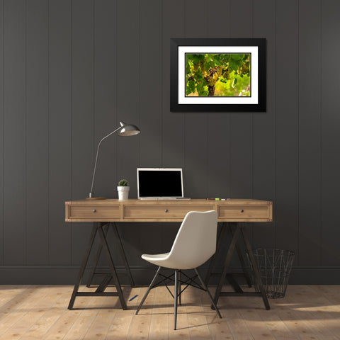 Washington State-Pasco Clusters of Sauvignon Blanc grapes Black Modern Wood Framed Art Print with Double Matting by Duval, Richard