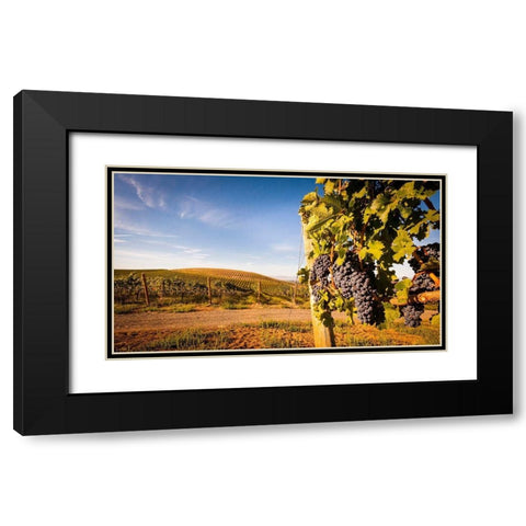 Washington State-Yakima Valley Clusters of Cabernet Sauvignon at Yakima Valley vineyard Black Modern Wood Framed Art Print with Double Matting by Duval, Richard