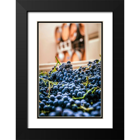 Washington State-Woodinville Clusters of Cabernet Sauvignon sit in bins in a winery Black Modern Wood Framed Art Print with Double Matting by Duval, Richard