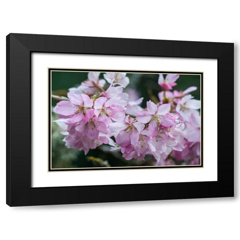 Washington State-Bellevue Cherry blossoms Black Modern Wood Framed Art Print with Double Matting by Tilley, Rob