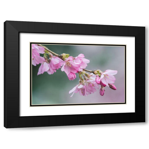 Washington State-Bellevue Cherry blossoms Black Modern Wood Framed Art Print with Double Matting by Tilley, Rob