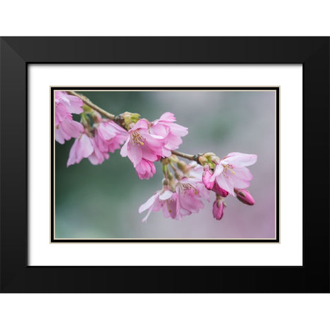 Washington State-Bellevue Cherry blossoms Black Modern Wood Framed Art Print with Double Matting by Tilley, Rob