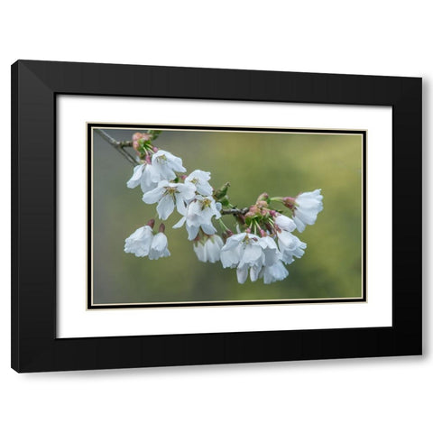 Washington State-Bellevue Cherry blossoms Black Modern Wood Framed Art Print with Double Matting by Tilley, Rob