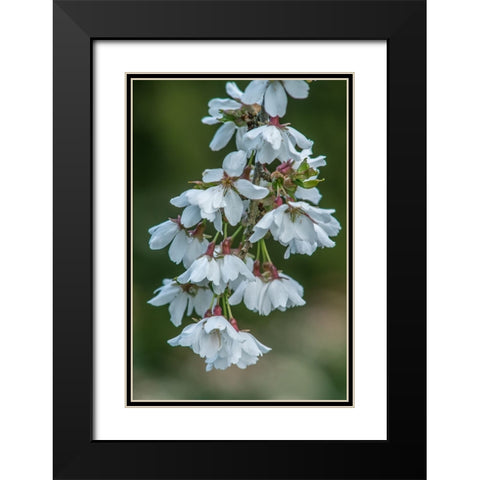 Washington State-Bellevue Cherry blossoms Black Modern Wood Framed Art Print with Double Matting by Tilley, Rob