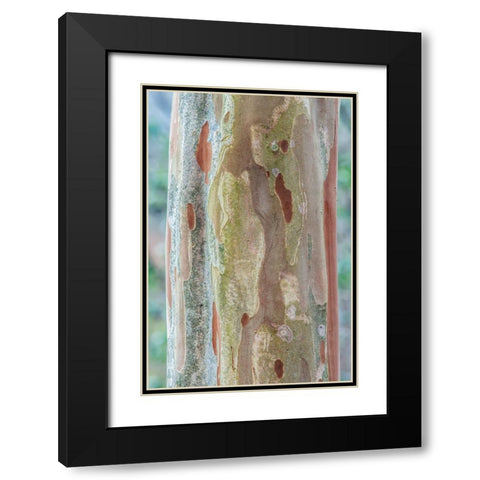 Washington State-Bellevue Crape Myrtle trunk Black Modern Wood Framed Art Print with Double Matting by Tilley, Rob