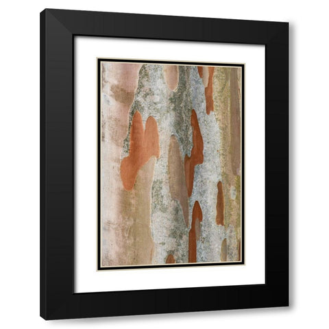 Washington State-Bellevue Crape Myrtle trunk Black Modern Wood Framed Art Print with Double Matting by Tilley, Rob