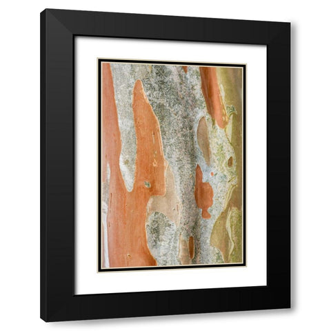 Washington State-Bellevue Crape Myrtle trunk Black Modern Wood Framed Art Print with Double Matting by Tilley, Rob