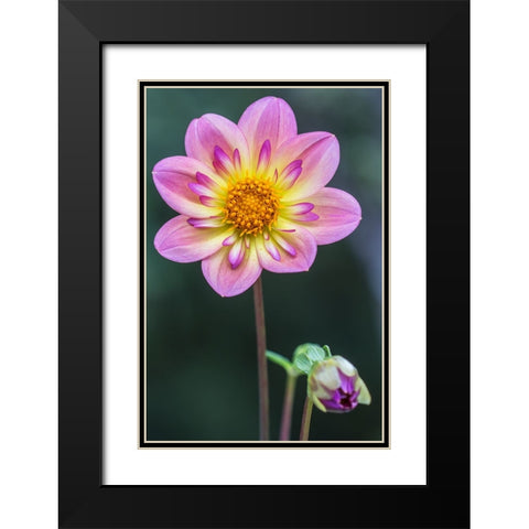 Washington State-Bellevue Dahlia Black Modern Wood Framed Art Print with Double Matting by Tilley, Rob
