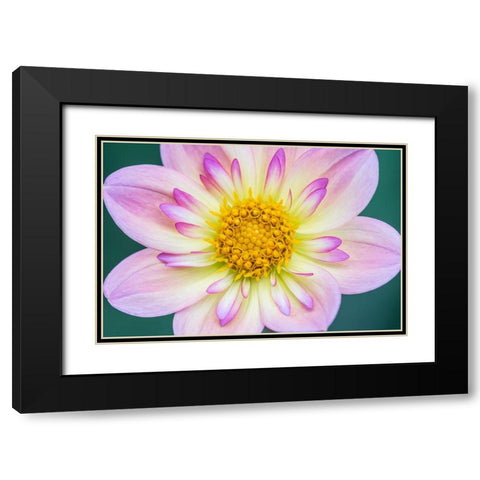 Washington State-Bellevue Dahlia Black Modern Wood Framed Art Print with Double Matting by Tilley, Rob