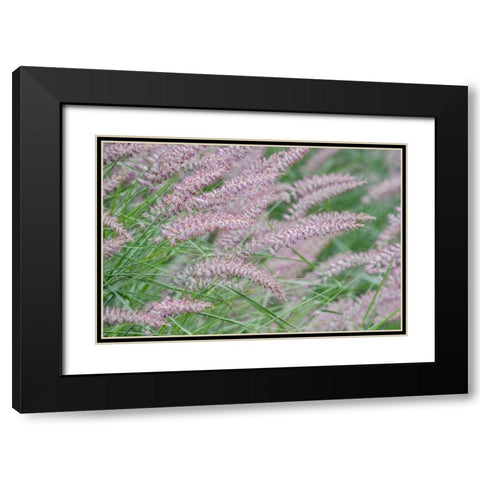 Washington State-Bellevue Fountain grass Black Modern Wood Framed Art Print with Double Matting by Tilley, Rob