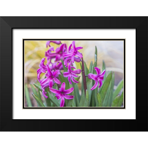 Washington State-Bellevue Hyacinth Black Modern Wood Framed Art Print with Double Matting by Tilley, Rob