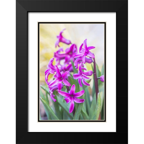 Washington State-Bellevue Hyacinth Black Modern Wood Framed Art Print with Double Matting by Tilley, Rob