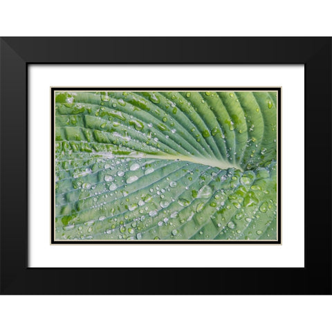 Washington State-Bellevue Water drops on hosta Black Modern Wood Framed Art Print with Double Matting by Tilley, Rob