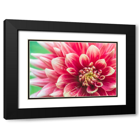 Washington State-Seattle Dahlia Black Modern Wood Framed Art Print with Double Matting by Tilley, Rob