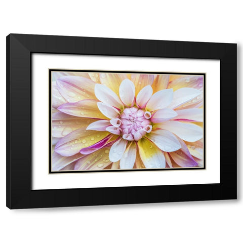 Washington State-Seattle Dahlia Black Modern Wood Framed Art Print with Double Matting by Tilley, Rob