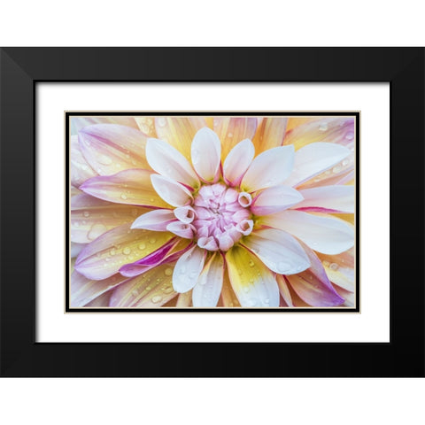 Washington State-Seattle Dahlia Black Modern Wood Framed Art Print with Double Matting by Tilley, Rob